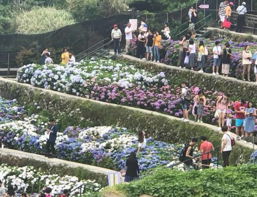 Hydrangea Blossom Season Begin in YangMingShan 2018