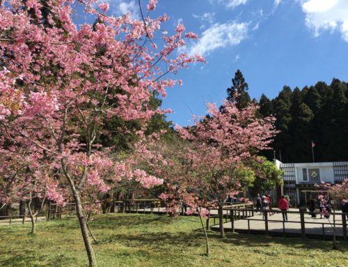 2019 Alishan Cherry Blossom